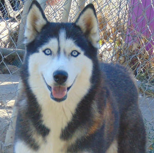 Meet your Posher, Jassany